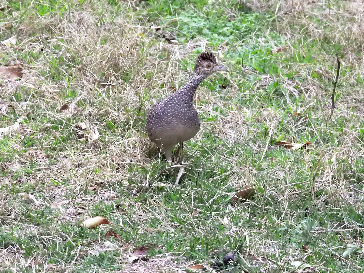 Brushland Tinamou - ML642035323