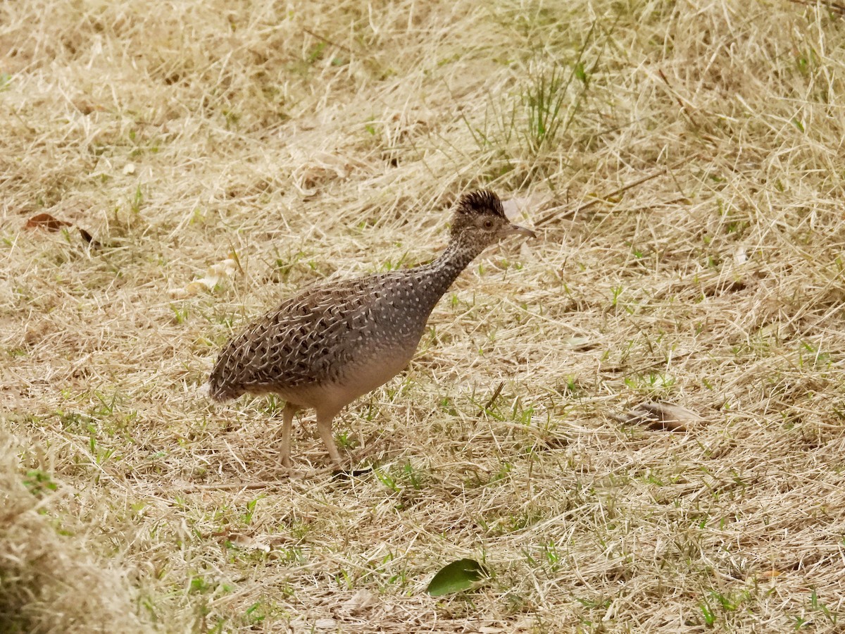 Brushland Tinamou - ML642035326
