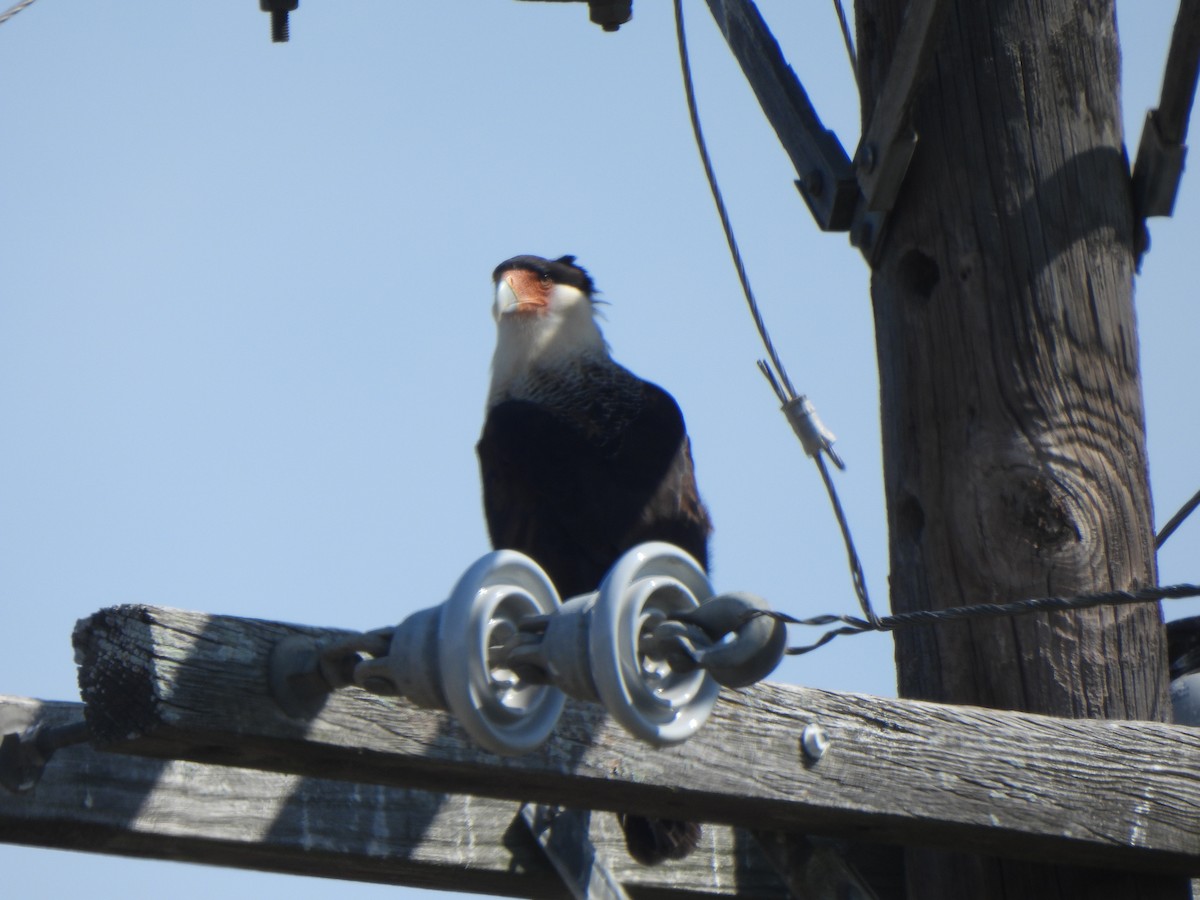 Crested Caracara (Northern) - ML642035334