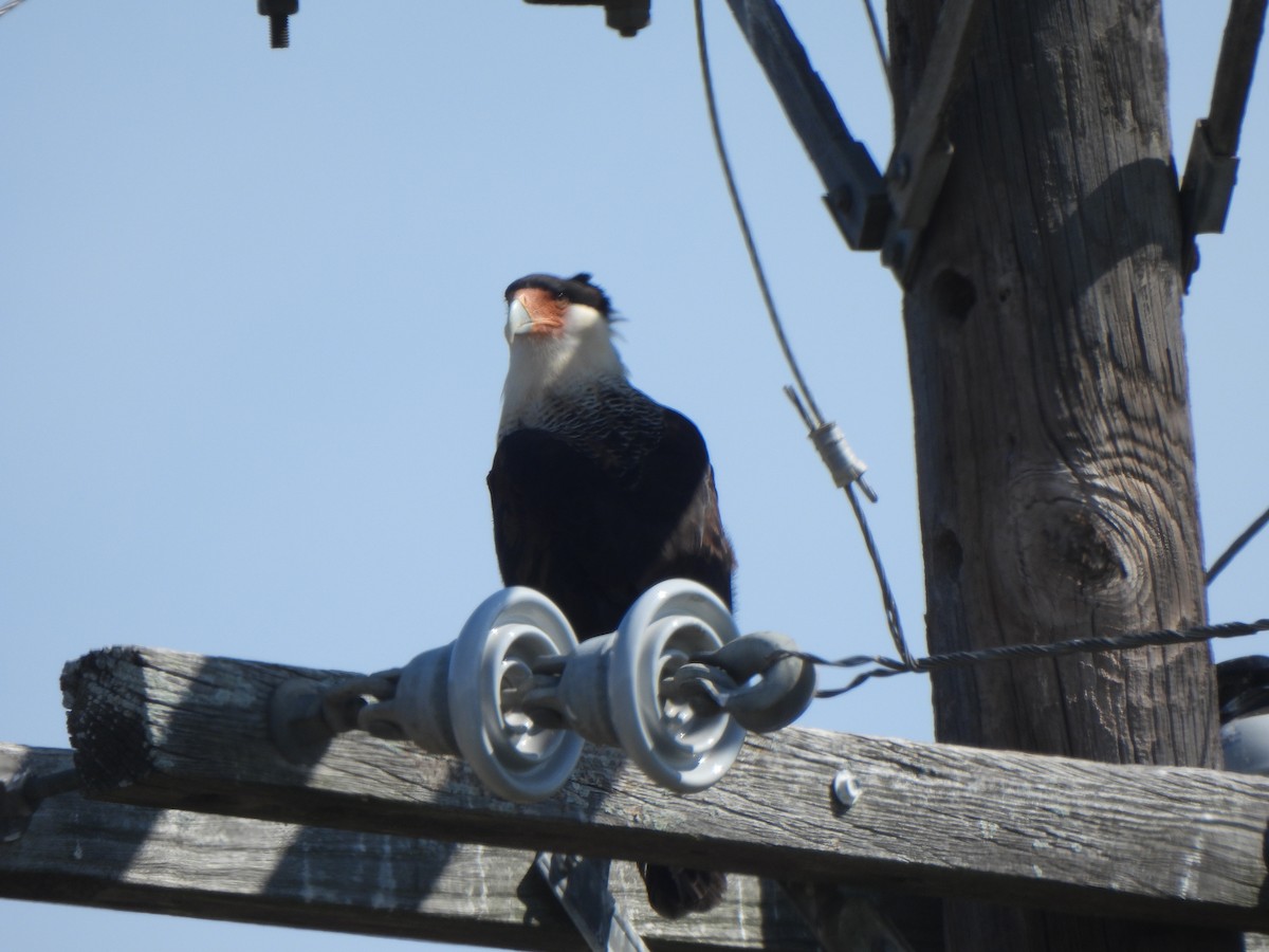 Crested Caracara (Northern) - ML642035335