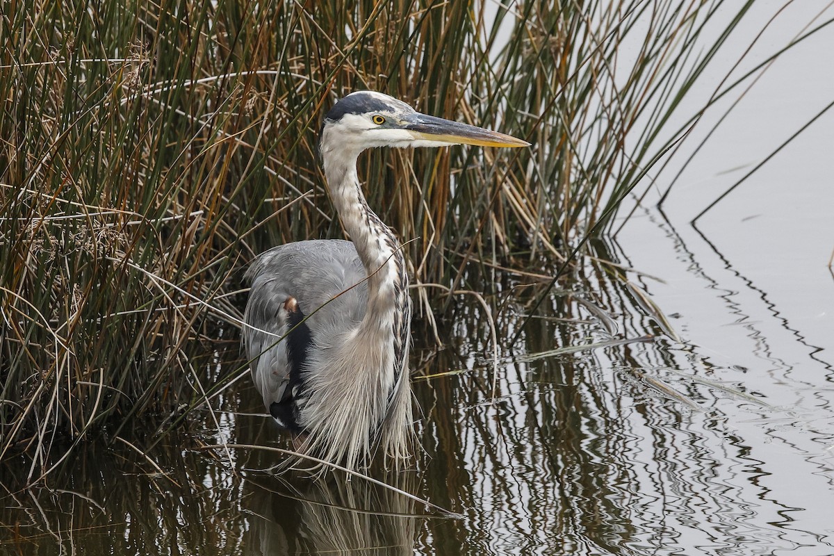 Great Blue Heron - ML642035336