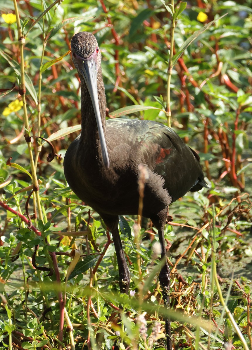 White-faced Ibis - ML642035346