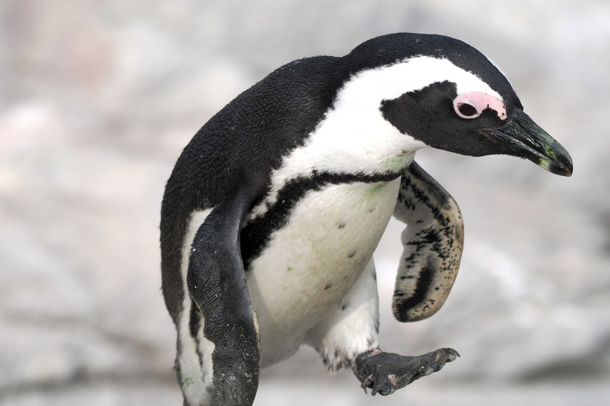 African Penguin - ML642035348