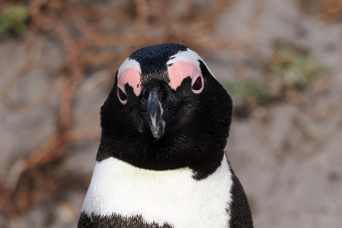 African Penguin - ML642035349