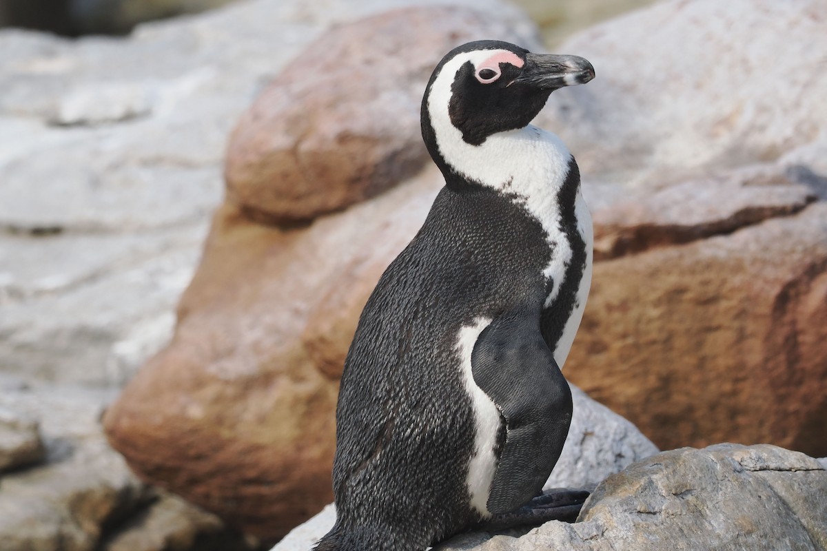 African Penguin - ML642035350