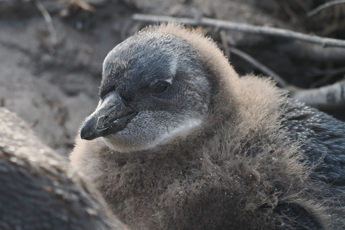 African Penguin - ML642035352