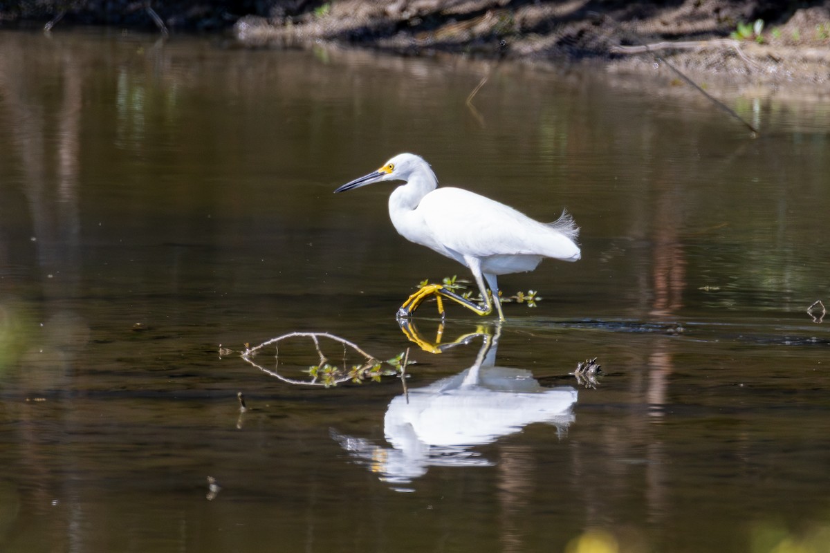 Snowy Egret - ML642035354