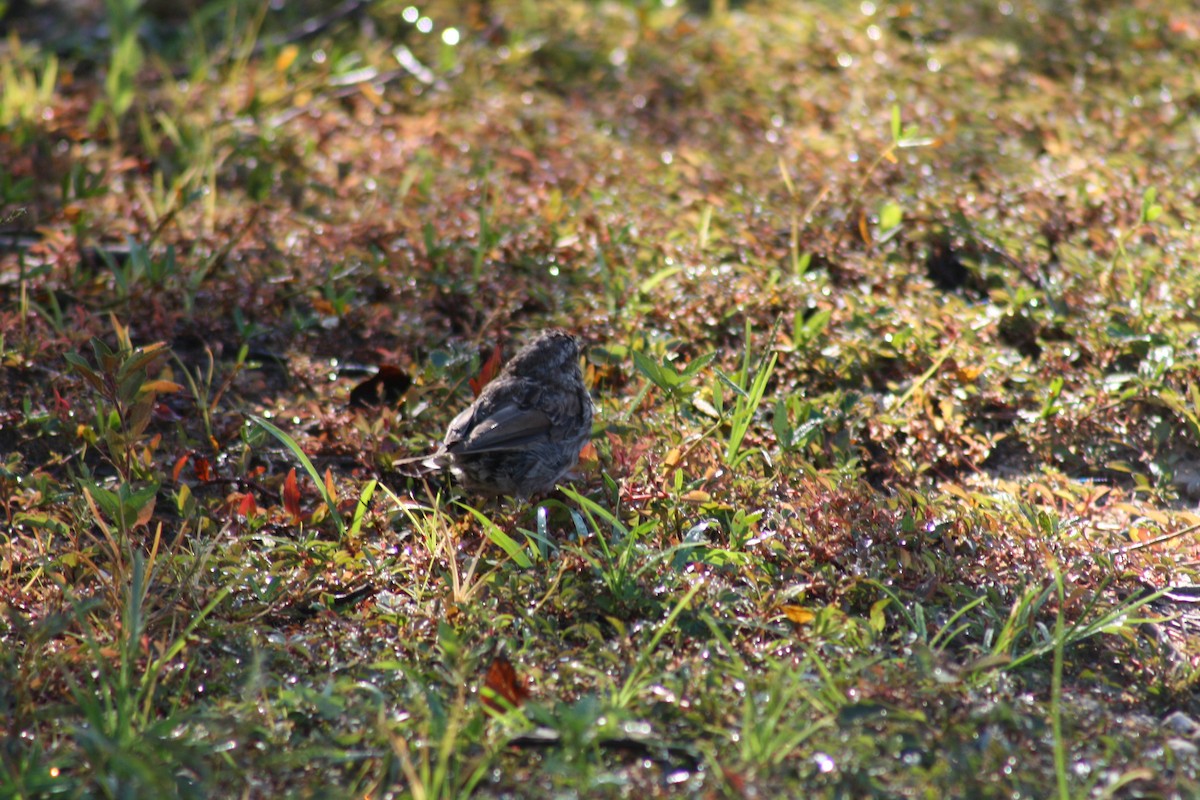 House Finch - ML642035355
