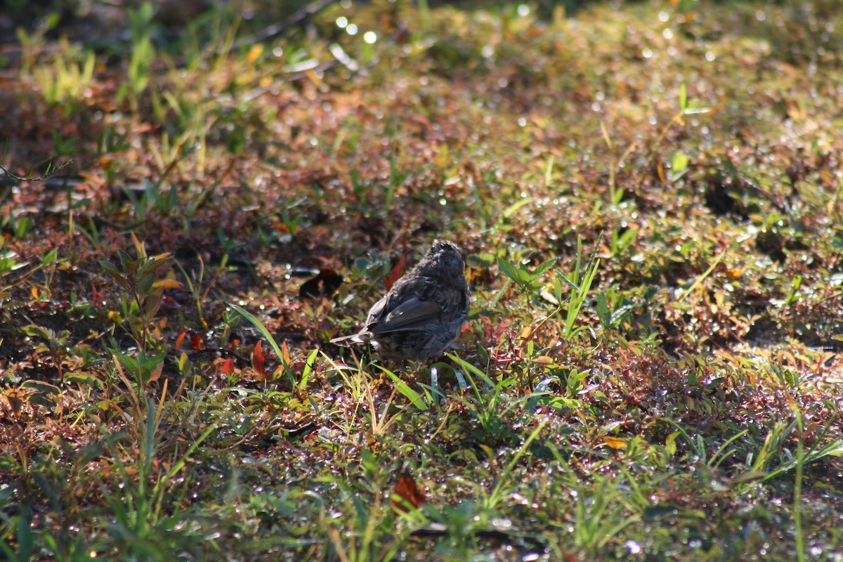 House Finch - ML642035356