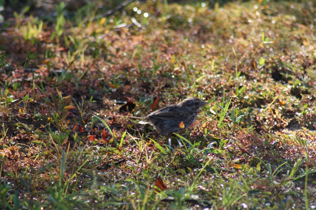 House Finch - ML642035357