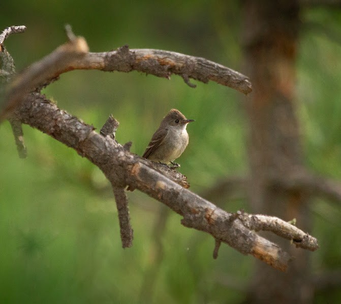Western Wood-Pewee - ML642035358