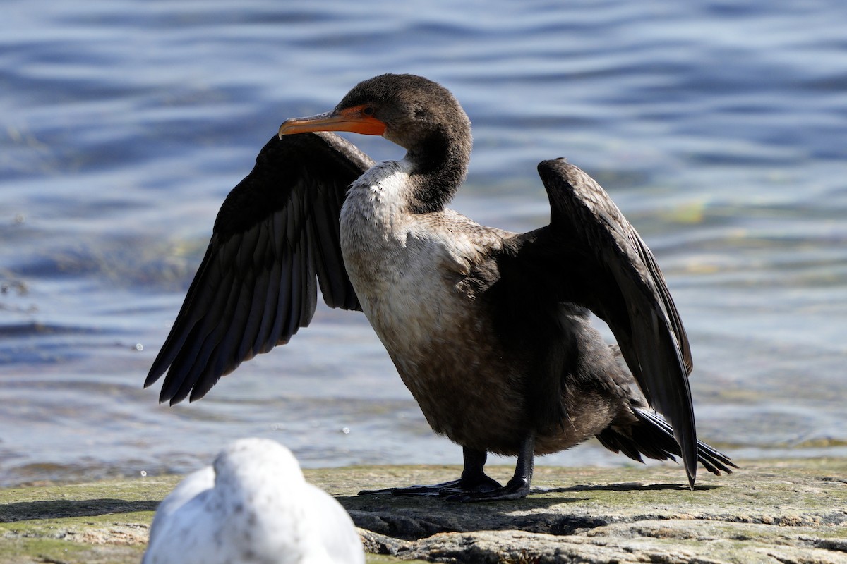 Double-crested Cormorant - ML642035359