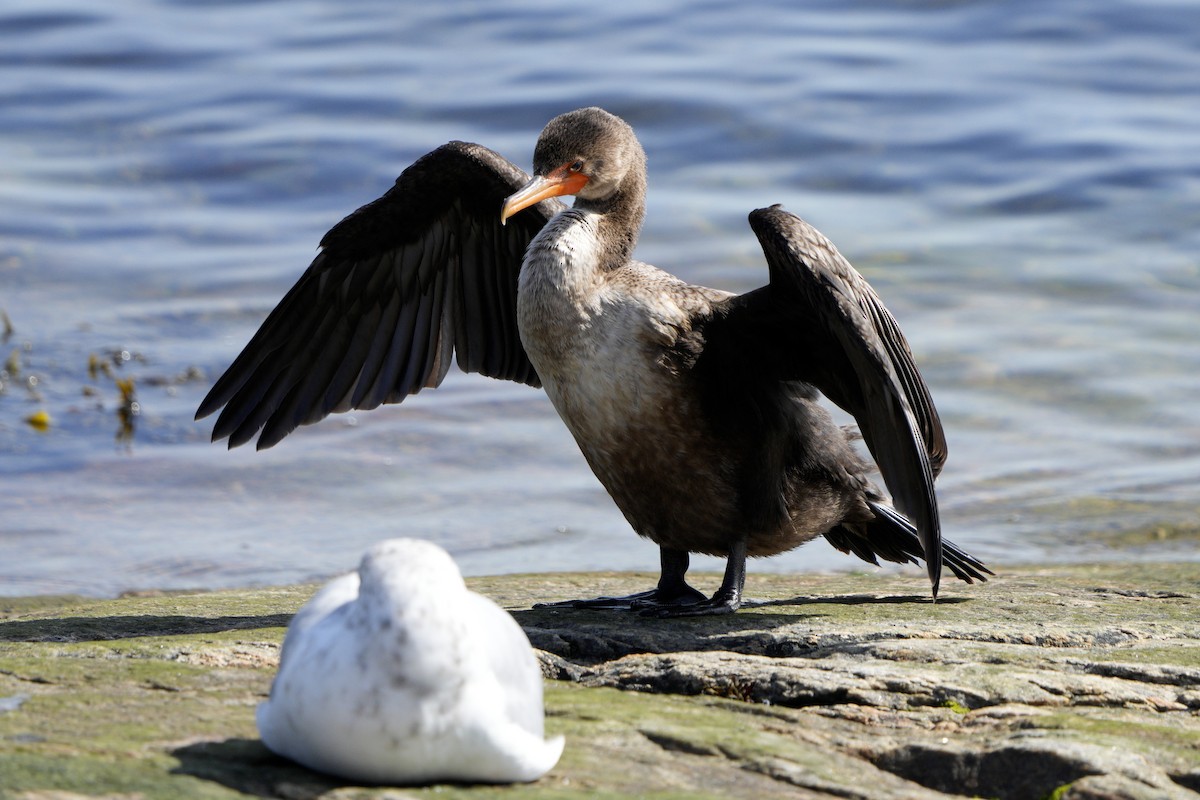 Double-crested Cormorant - ML642035360