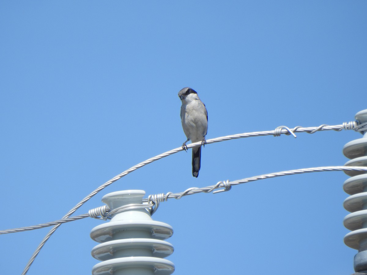 Loggerhead Shrike - ML642035362
