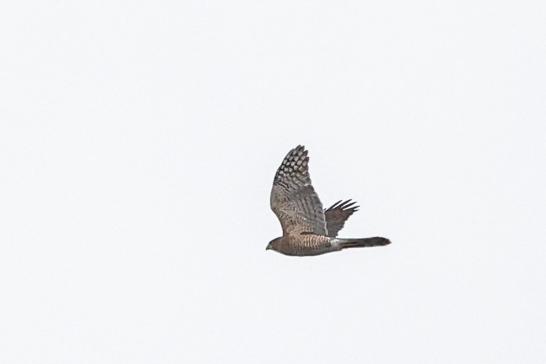 Cooper's Hawk - ML642035364