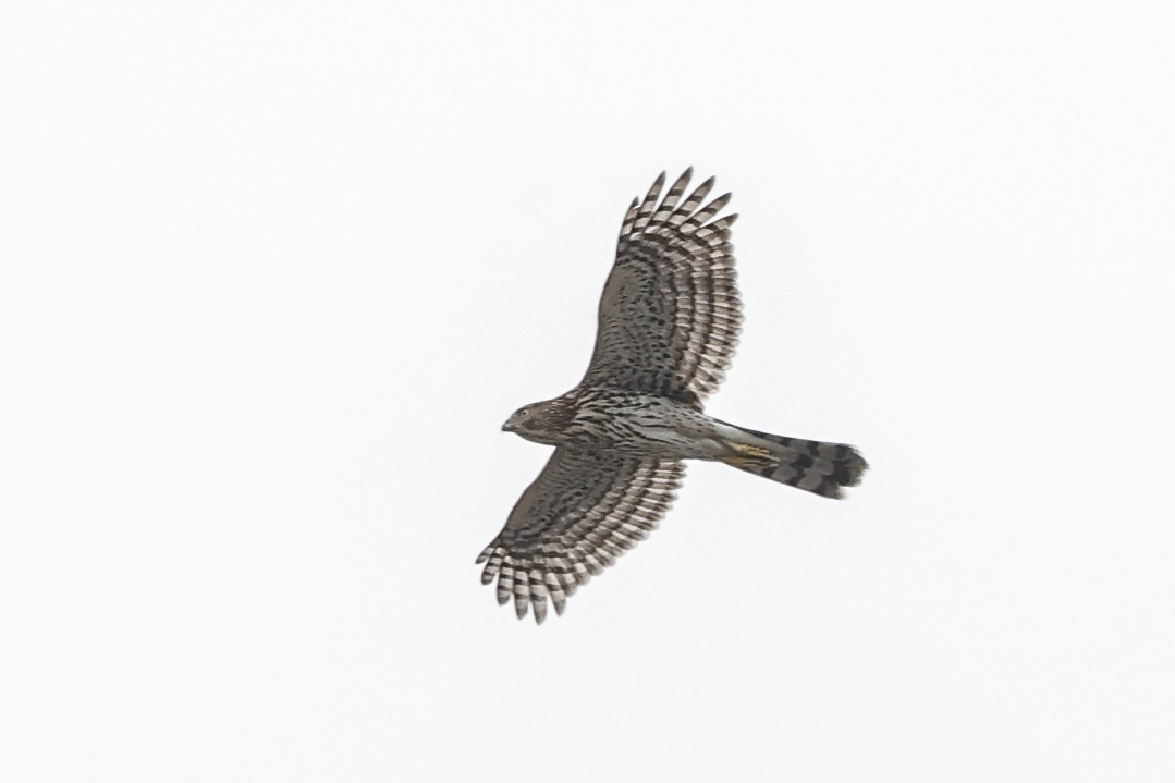 Cooper's Hawk - ML642035365
