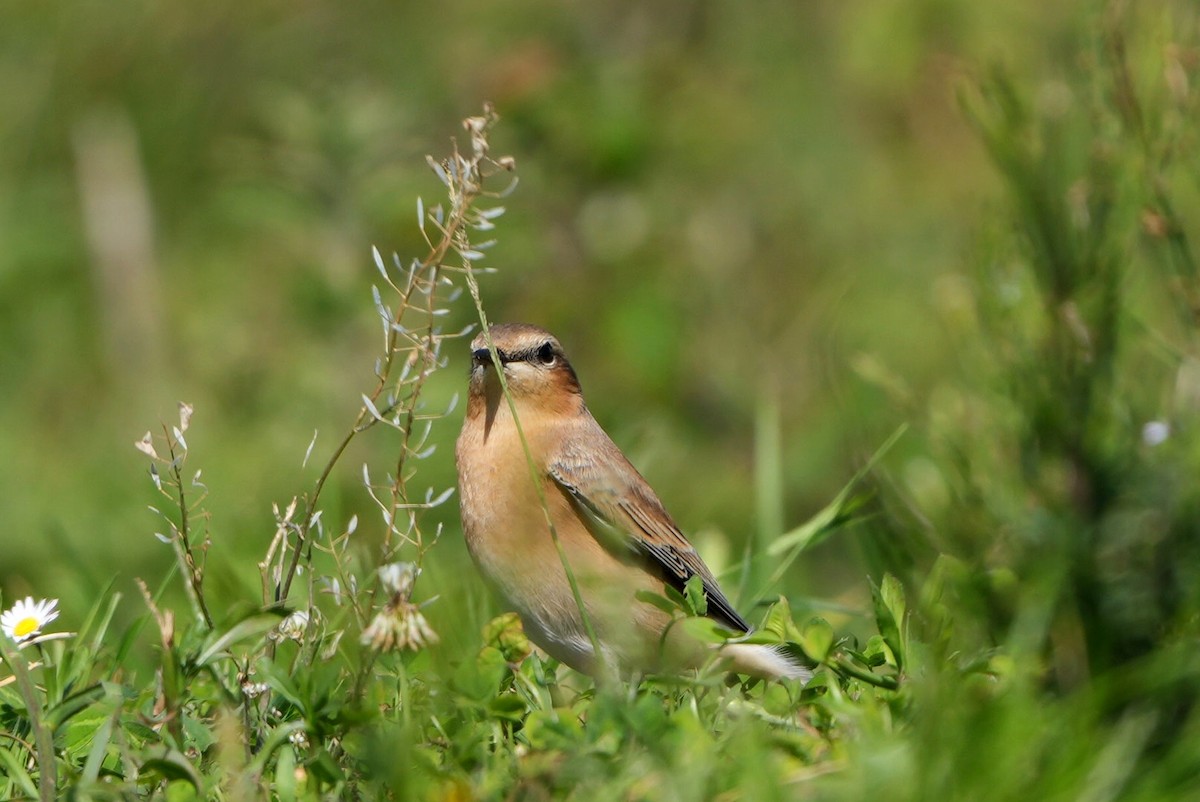 Northern Wheatear - ML642035366