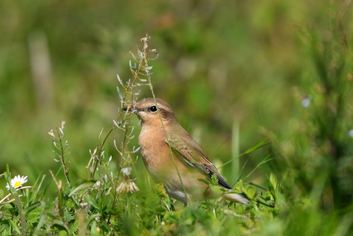 Northern Wheatear - ML642035368