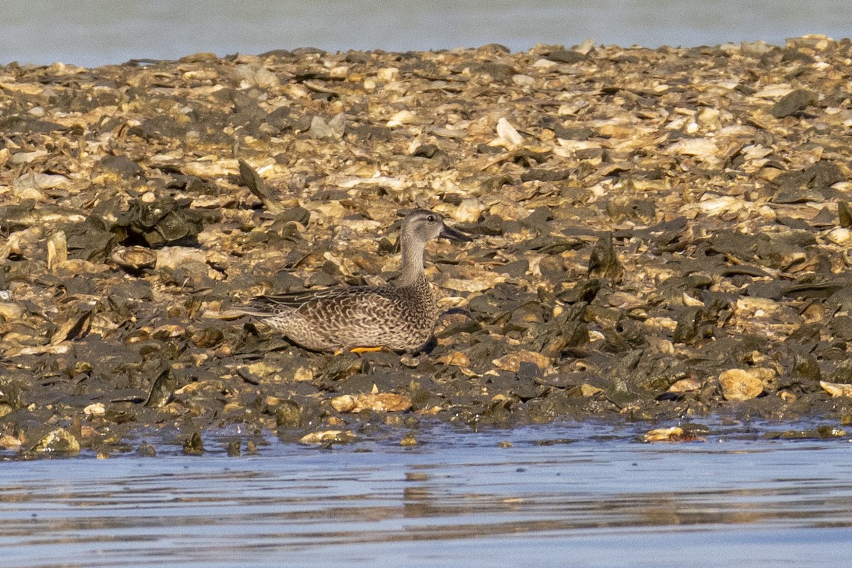 Blue-winged Teal - ML642035371