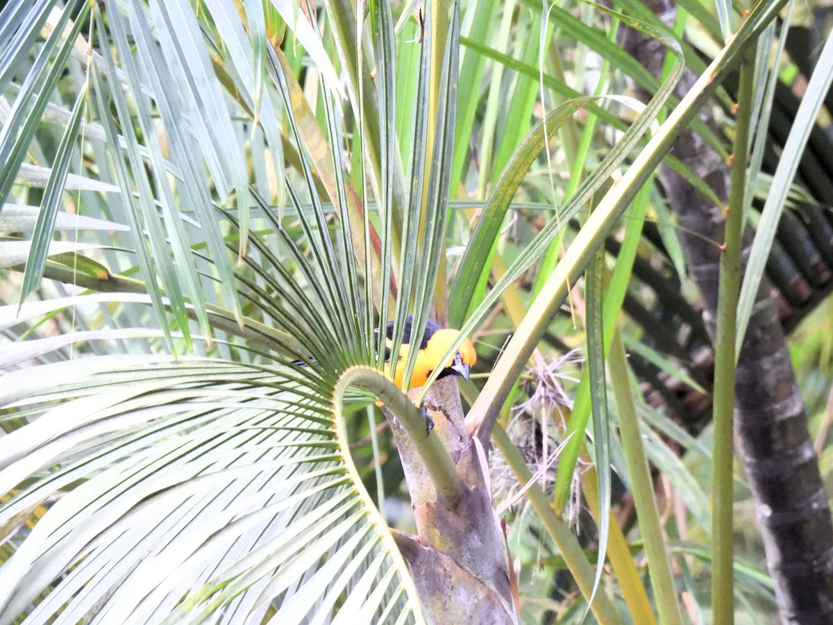 Altamira Oriole - ML642035372