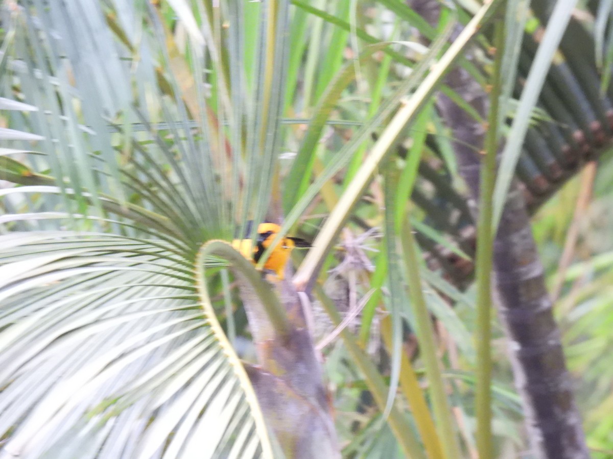 Altamira Oriole - ML642035373