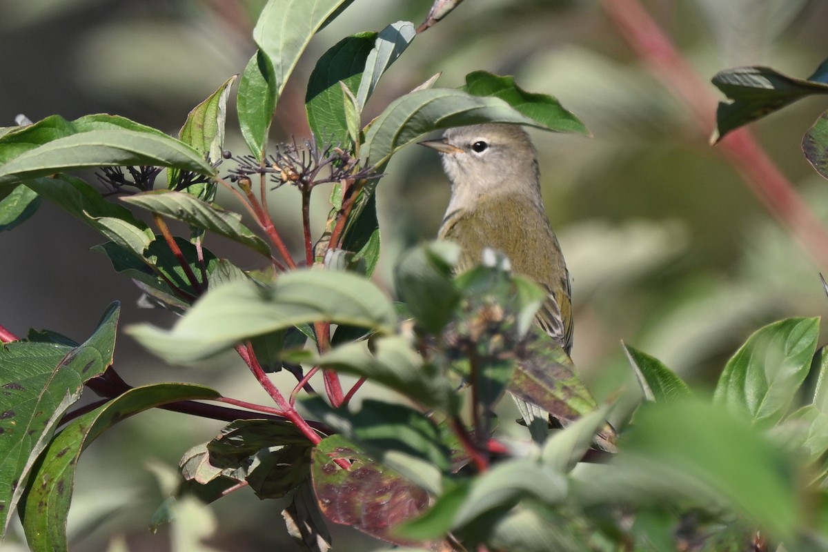 Orange-crowned Warbler - ML642035374