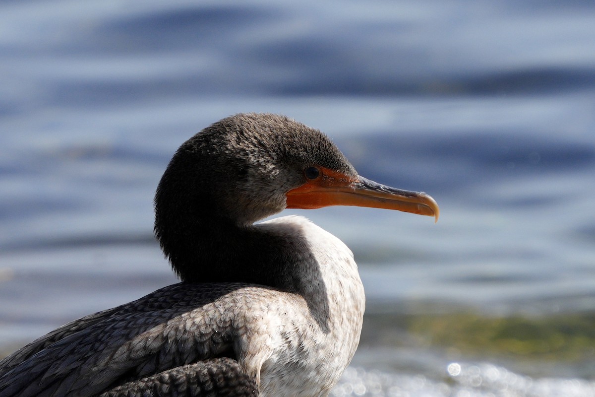 Double-crested Cormorant - ML642035375