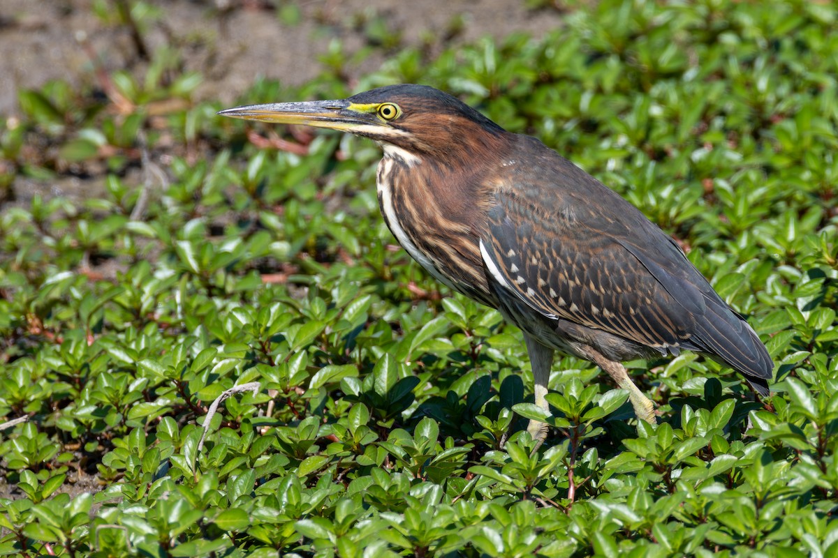 Green Heron - ML642035376
