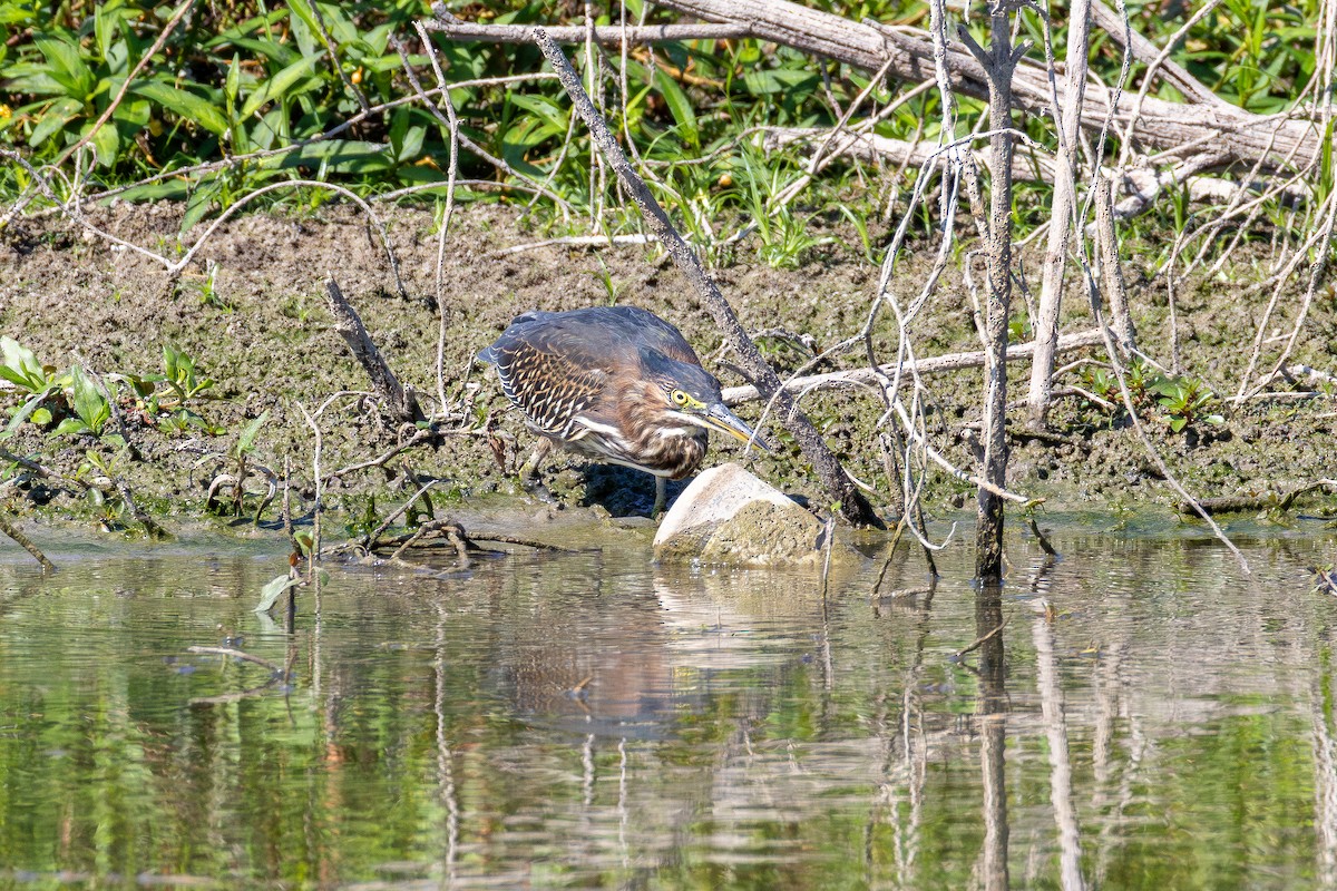Green Heron - ML642035377