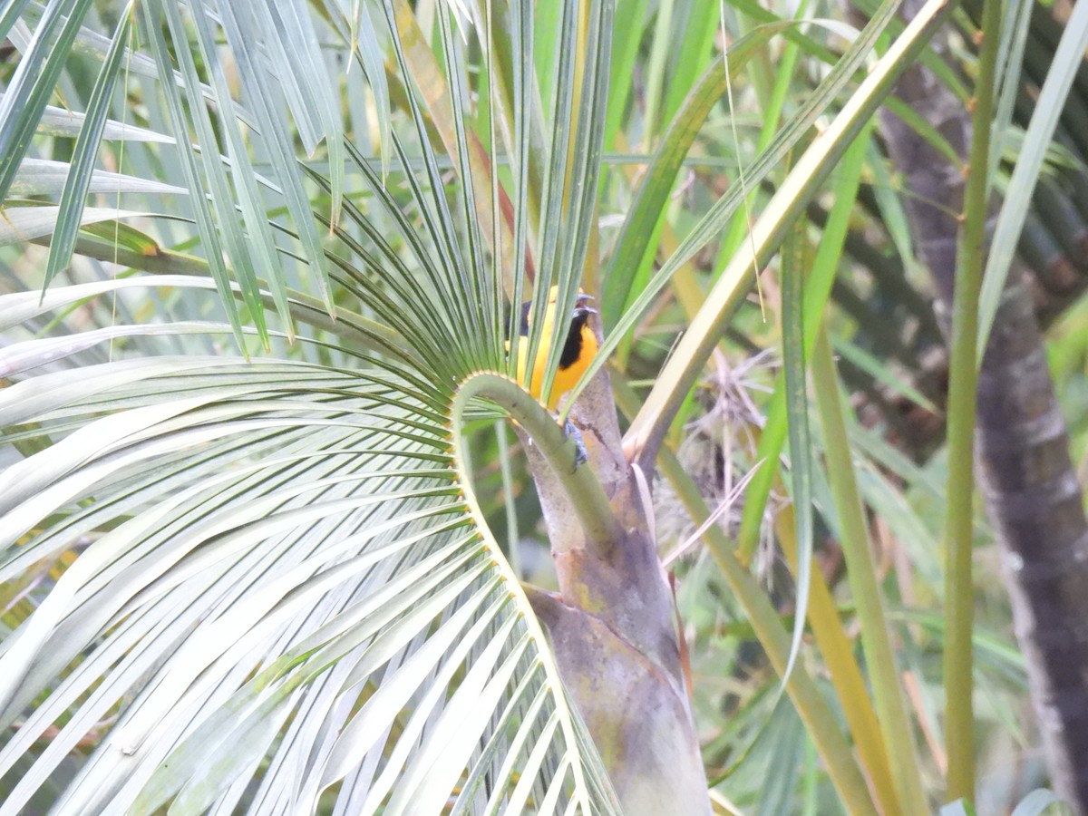 Altamira Oriole - ML642035387