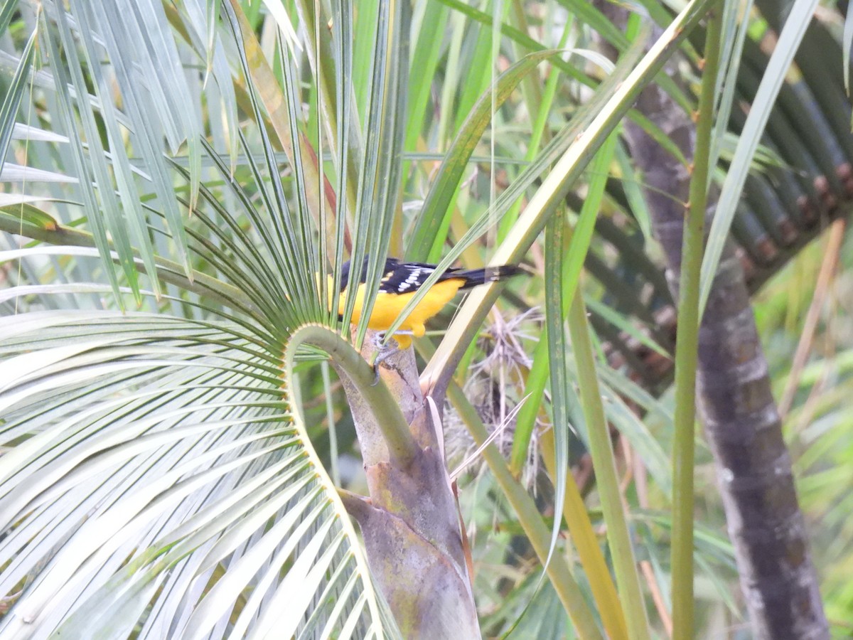 Altamira Oriole - ML642035388