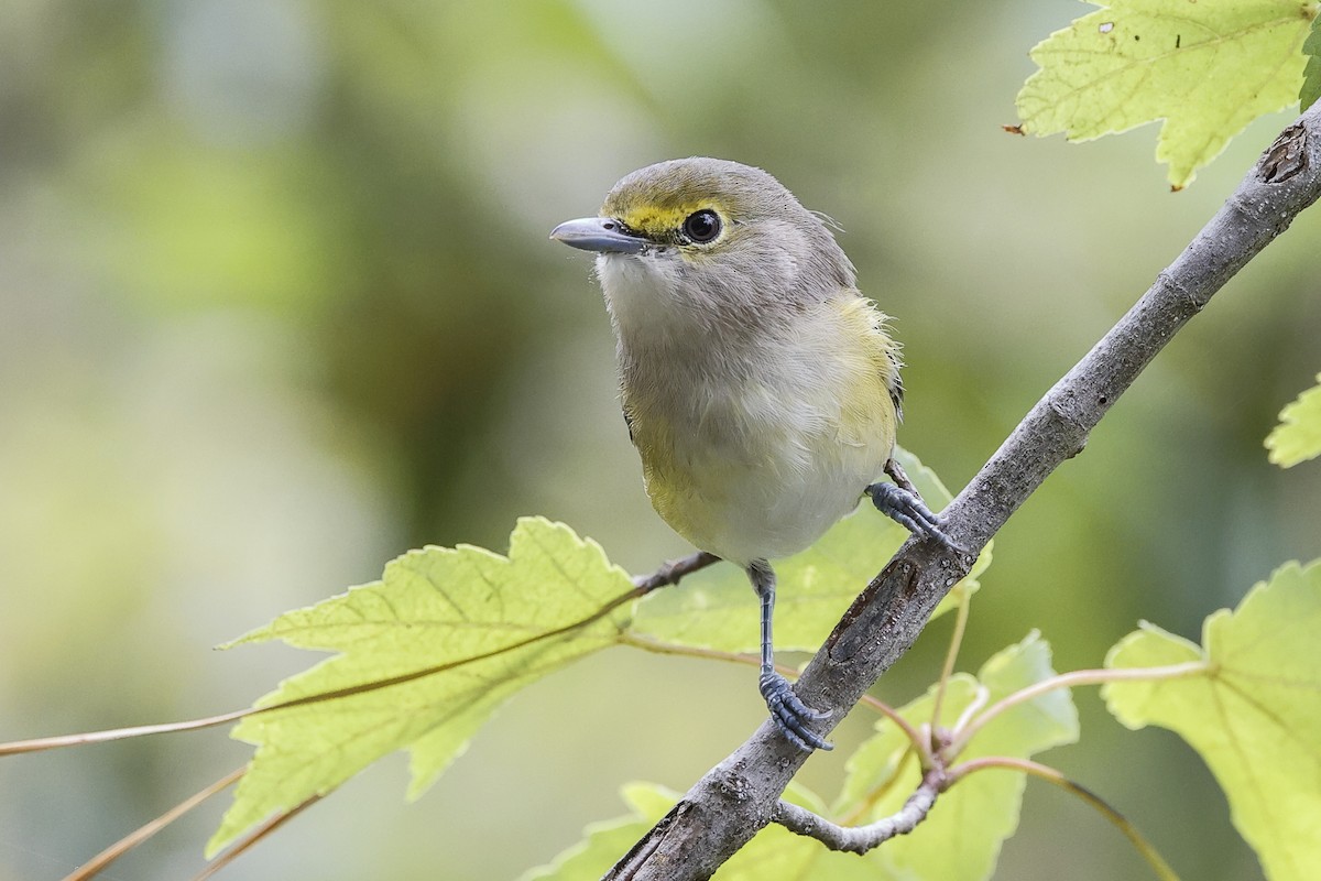 White-eyed Vireo - ML642035389
