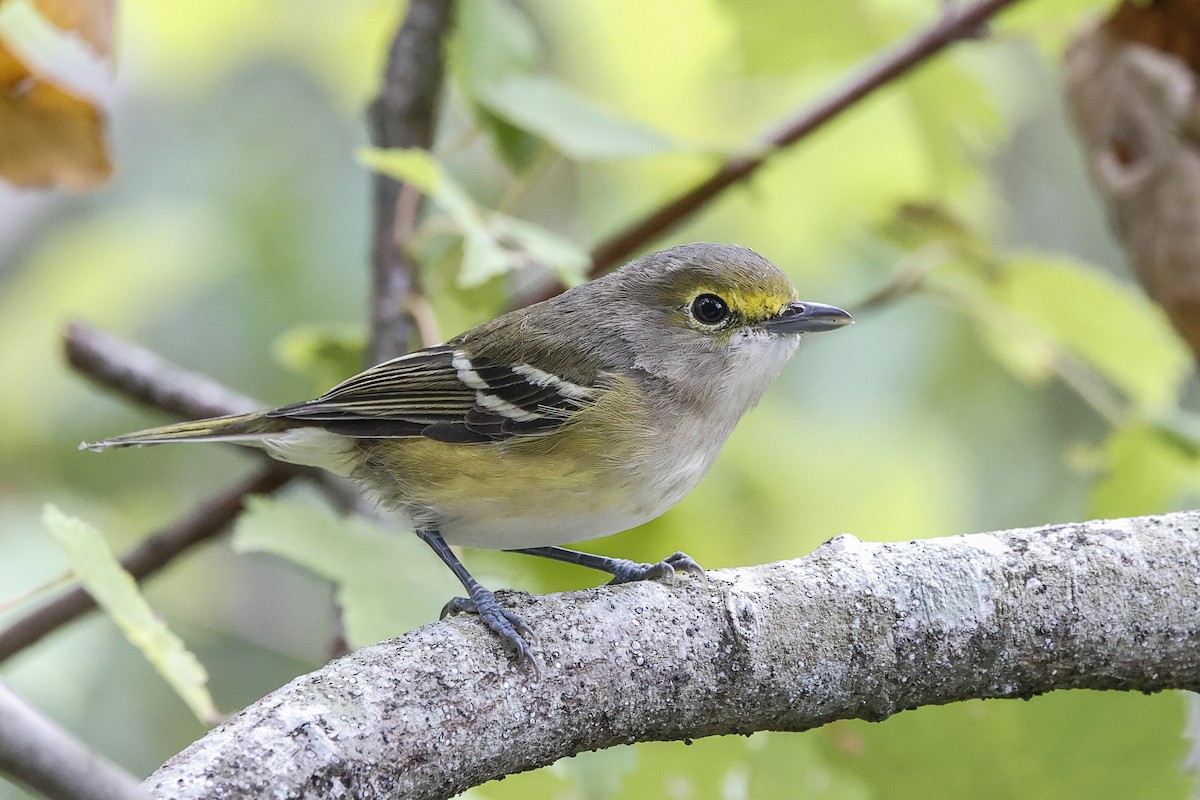 White-eyed Vireo - ML642035390