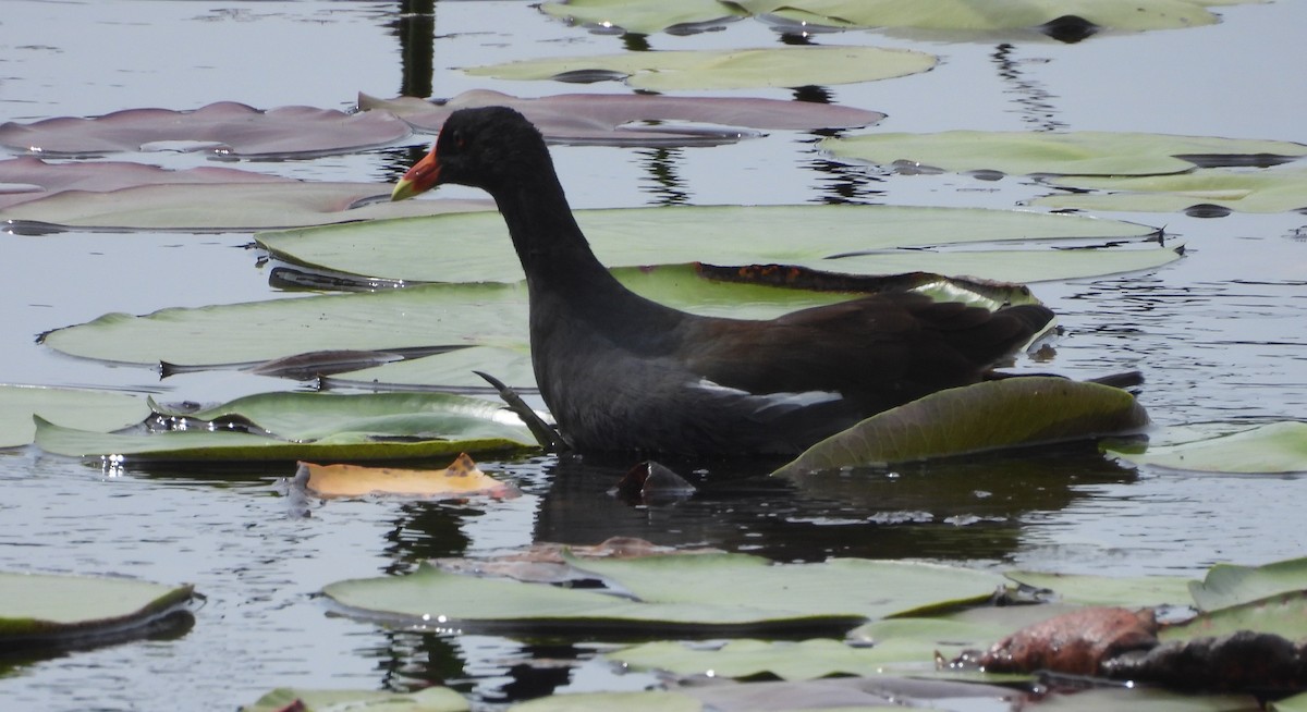 Uroilo amerikarra - ML642035396