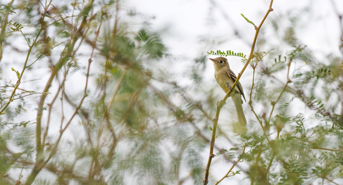 Western Flycatcher (Pacific-slope) - ML642035399