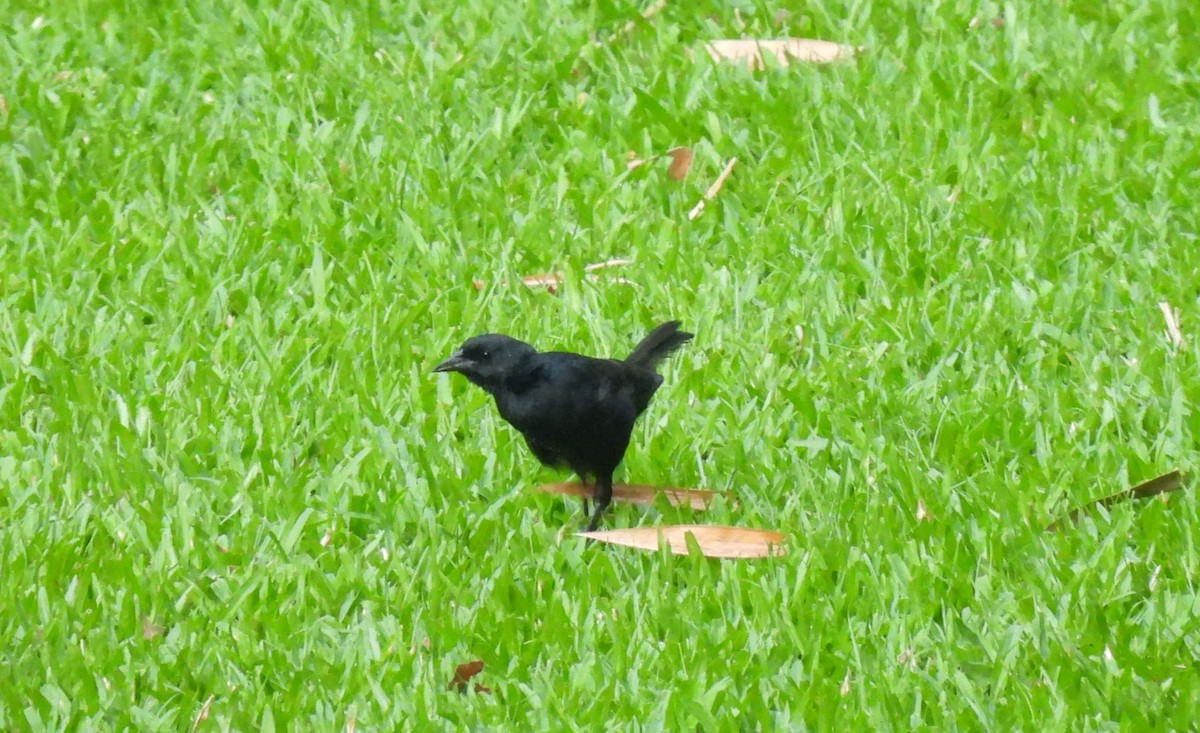 Melodious Blackbird - ML642035405