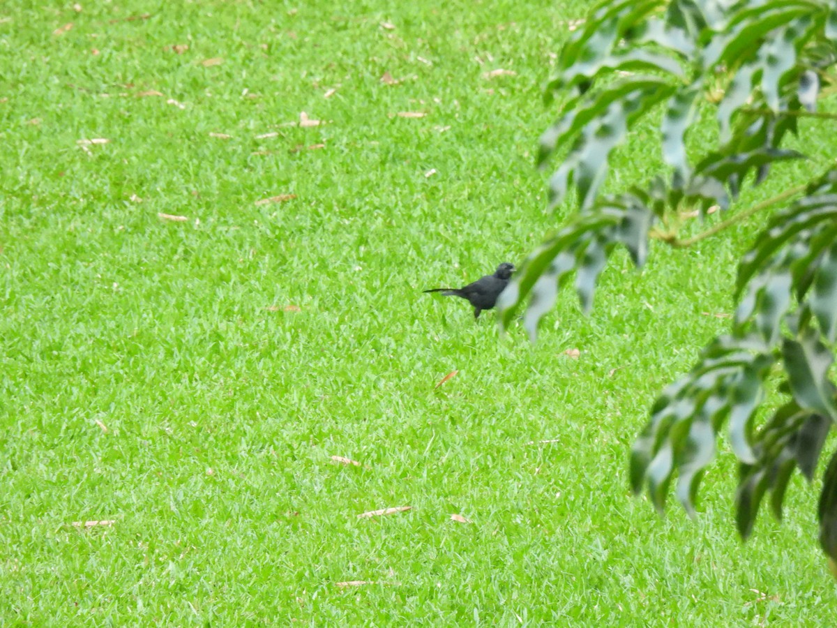 Melodious Blackbird - ML642035406