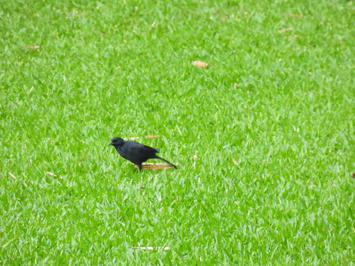 Melodious Blackbird - ML642035407