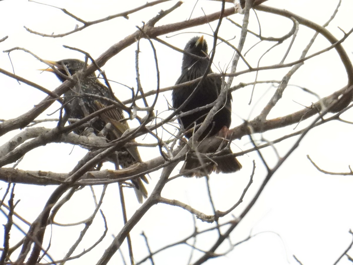 European Starling - ML642035410