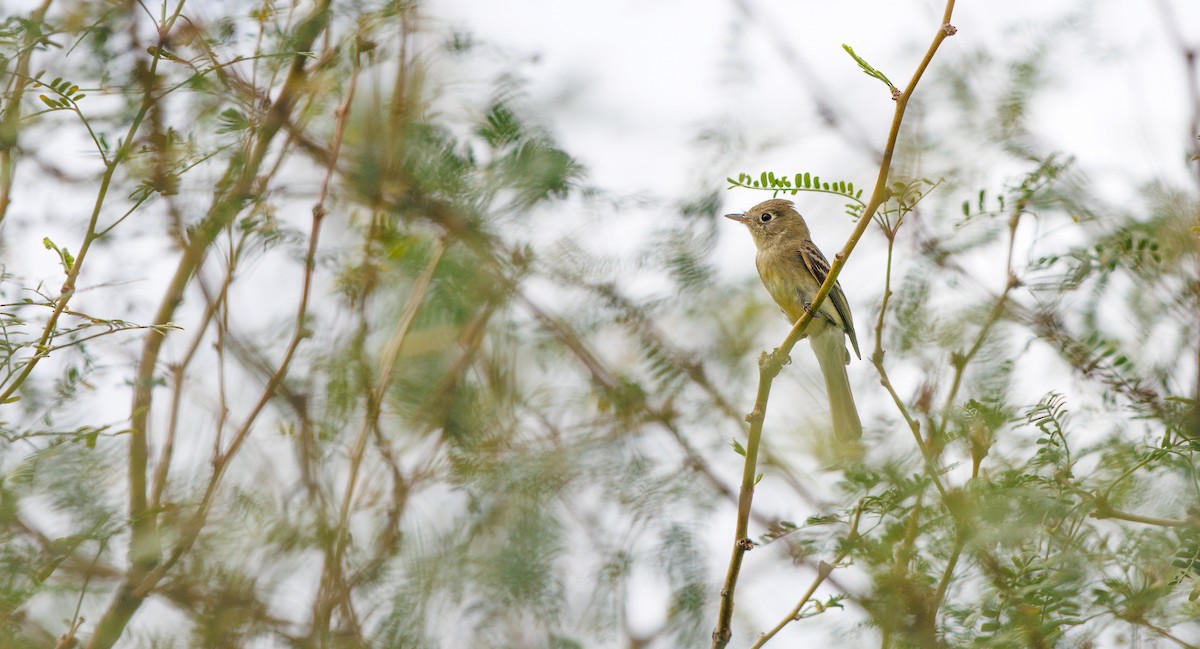 Western Flycatcher (Pacific-slope) - ML642035419