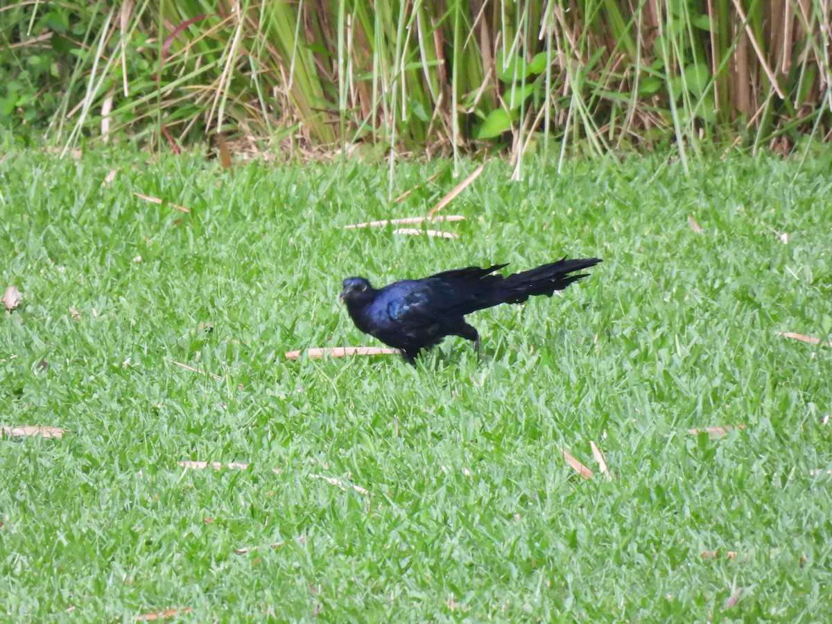Great-tailed Grackle - ML642035420