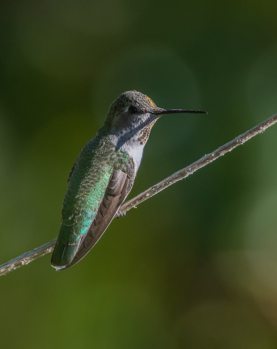 Colibri d'Anna - ML642035423