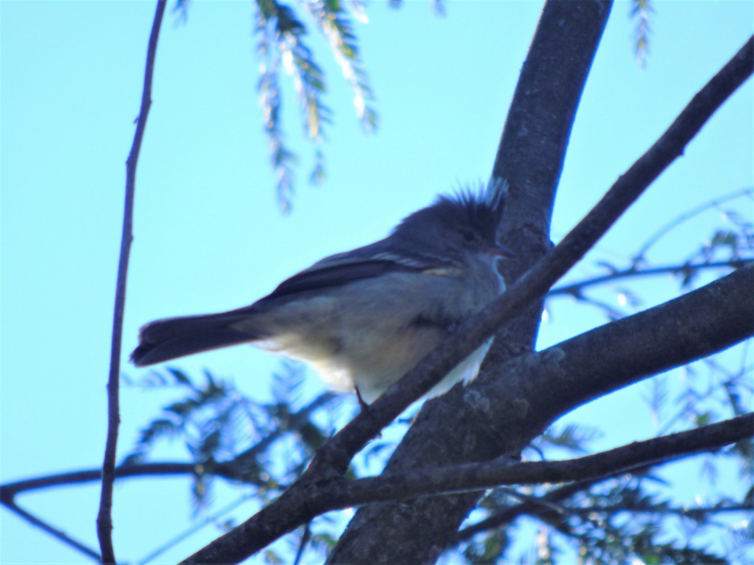 Yellow-bellied Elaenia - ML642035436