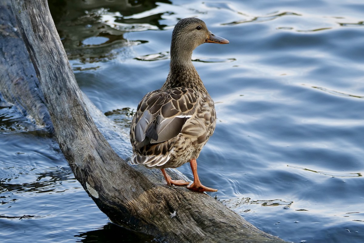 Mallard - ML642035437