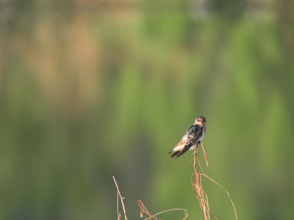 Cave Swallow (Texas) - ML642035439