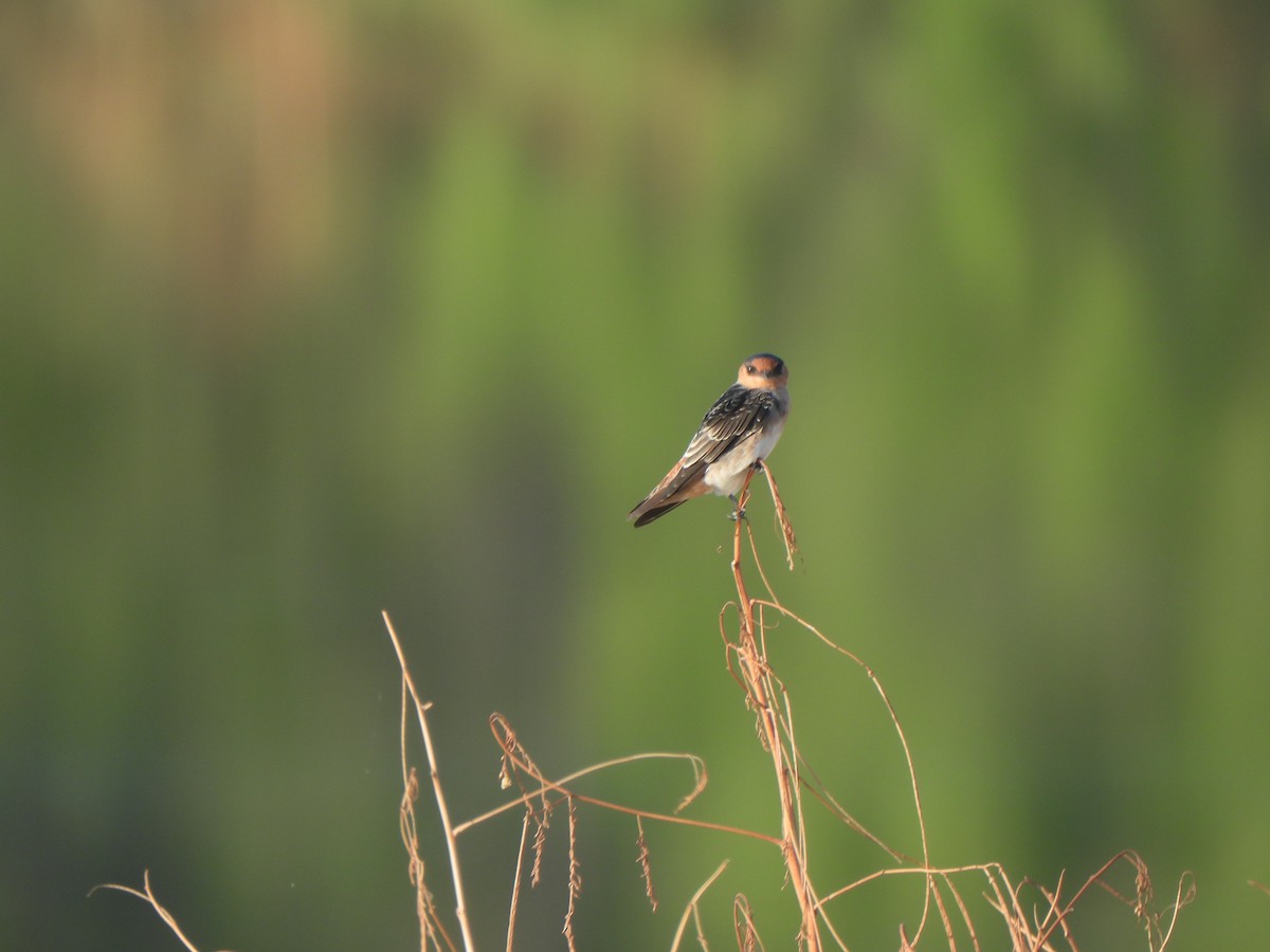 Cave Swallow (Texas) - ML642035440