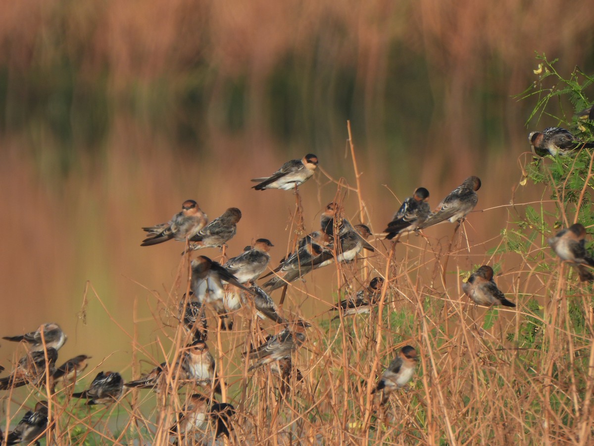 Cave Swallow (Texas) - ML642035442
