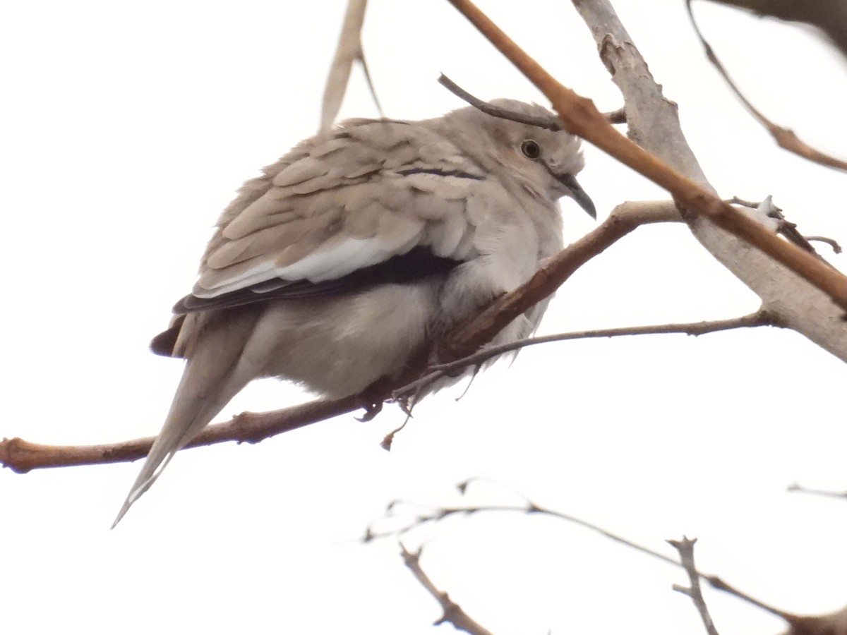 Picuitäubchen - ML642035444