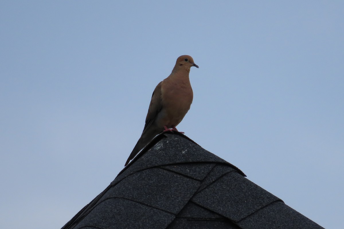 Mourning Dove - ML642035445