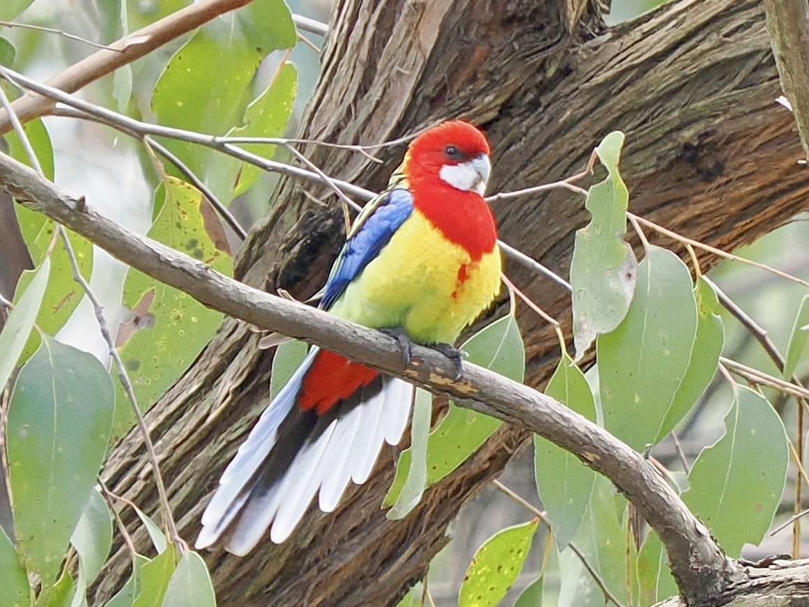 Eastern Rosella - ML642035451